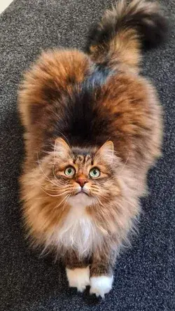 Top 10 Most Beautiful And Prettiest Cats 1000+ Free Beautiful Cat & Cat Images