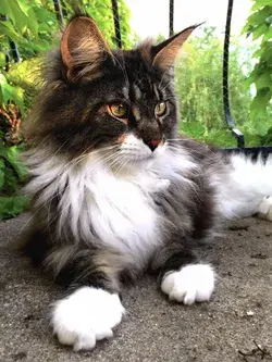 14 Most Beautiful Cat Breeds (with Pictures) Top 10: the most beautiful cats on Instagram