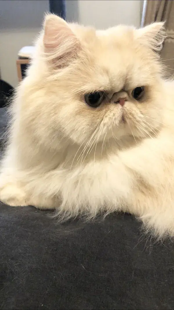 Persian Cats