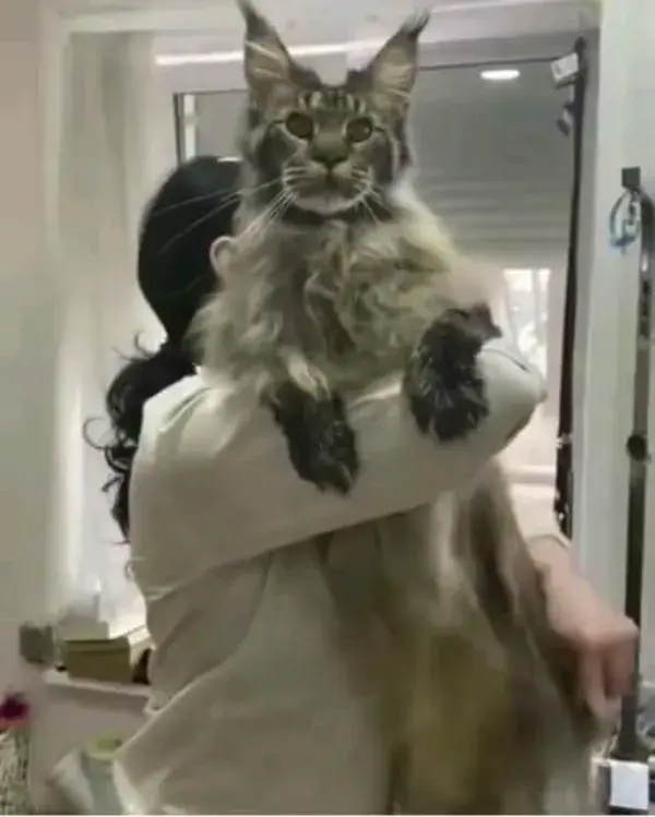 Look at the size of this Maine Coon!😻DM me your Maine Coon picture to be featured on our page