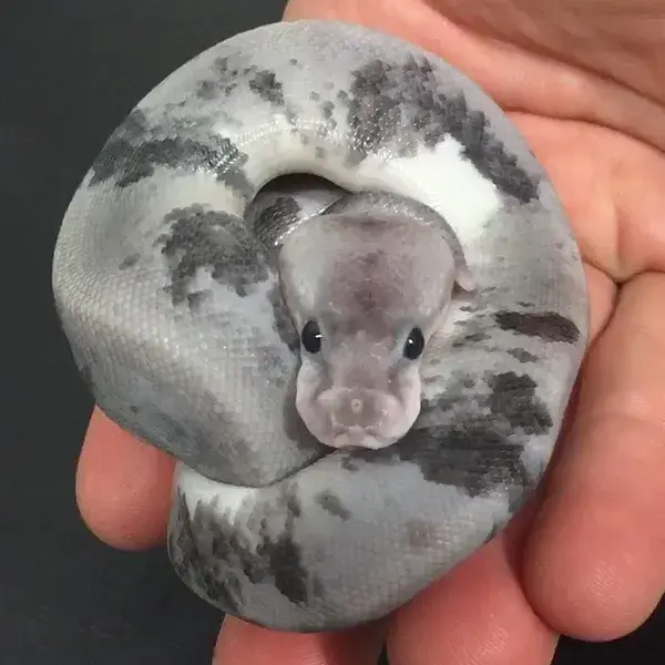 grey piebald ball python
