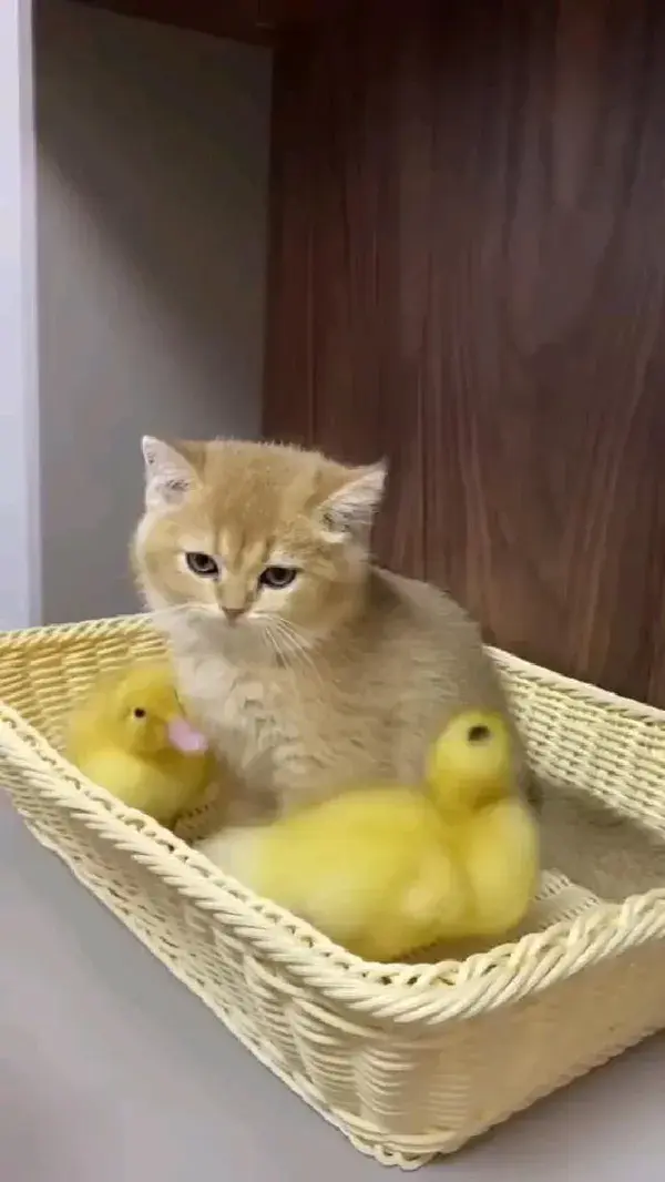A cute cat with ducks having a good time together