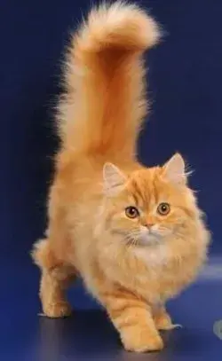 the most beautiful cat in the world coby most expensive cat breeds top 10 most beautiful cat in the