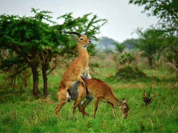 Hacerlo como animales (el sexo, obviamente)