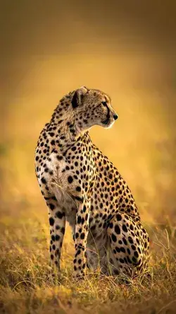 Cheetah 