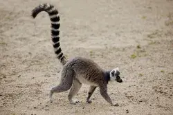 www.lemurworld.com