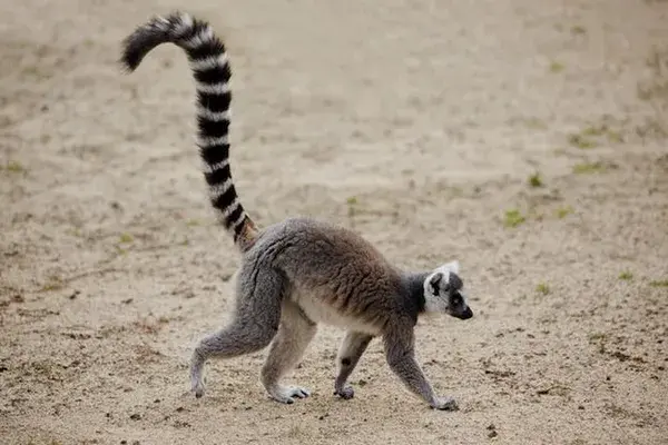 www.lemurworld.com