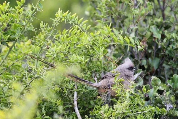 Speckled mousebird colius striatus featuring amakhala, game, and reserve