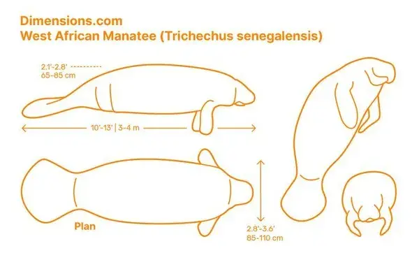 West African Manatee (Trichechus senegalensis)