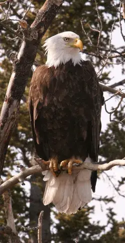 Don't Miss Our Bald Eagle Video: Watch Now for Amazing Facts- bird tattoo animal wallpaper aesthetic