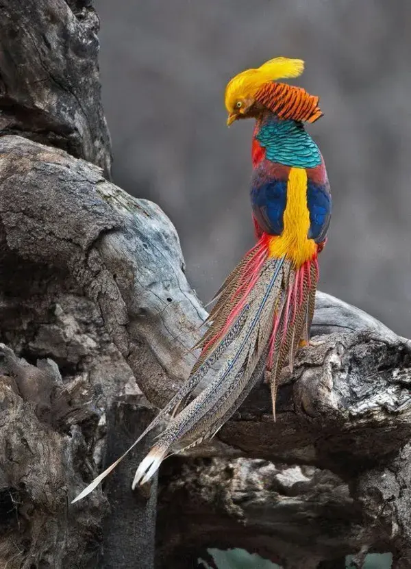 🔥 Ornamental Pheasant 🔥 : NatureIsFuckingLit | Beautiful birds, Birds, Animals beautiful