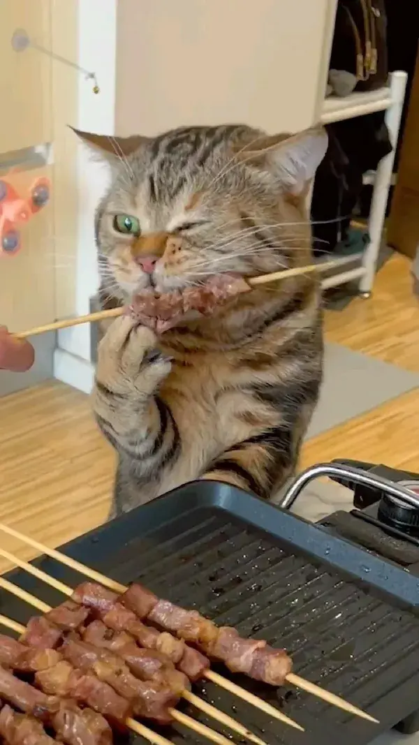 how cat eat barbeque like Share Comment Save Follow