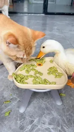 Why do ducks eat cats food? #funny #cat #cute #funny #cat #cute #pet#catlovers #pets #animallovers