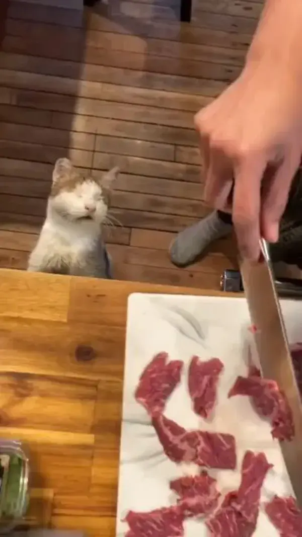 Blind cat having a snack.