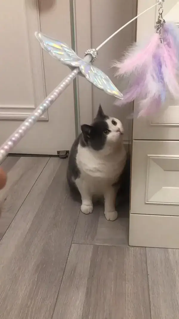 FUN CAT TOY | Unicorn Feather Cat Teaser Stick