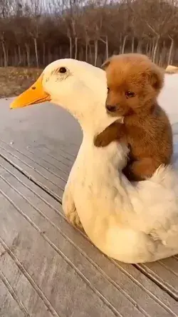 Puppy getting a ride from a duck 🦆How cute is this!? 😭 #animals #fyp