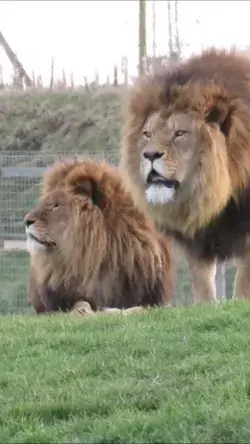 Lion Roar Images: Capturing the Fierce and Powerful Expression