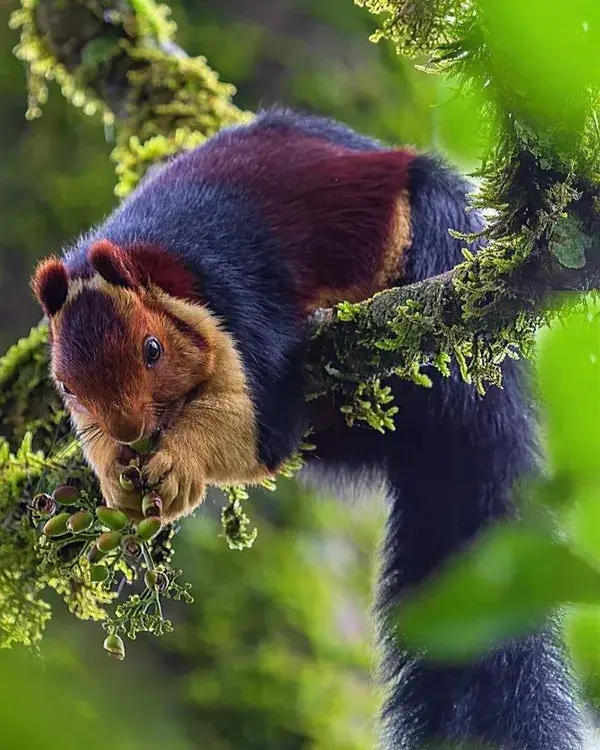 Indian Giant Squirrel