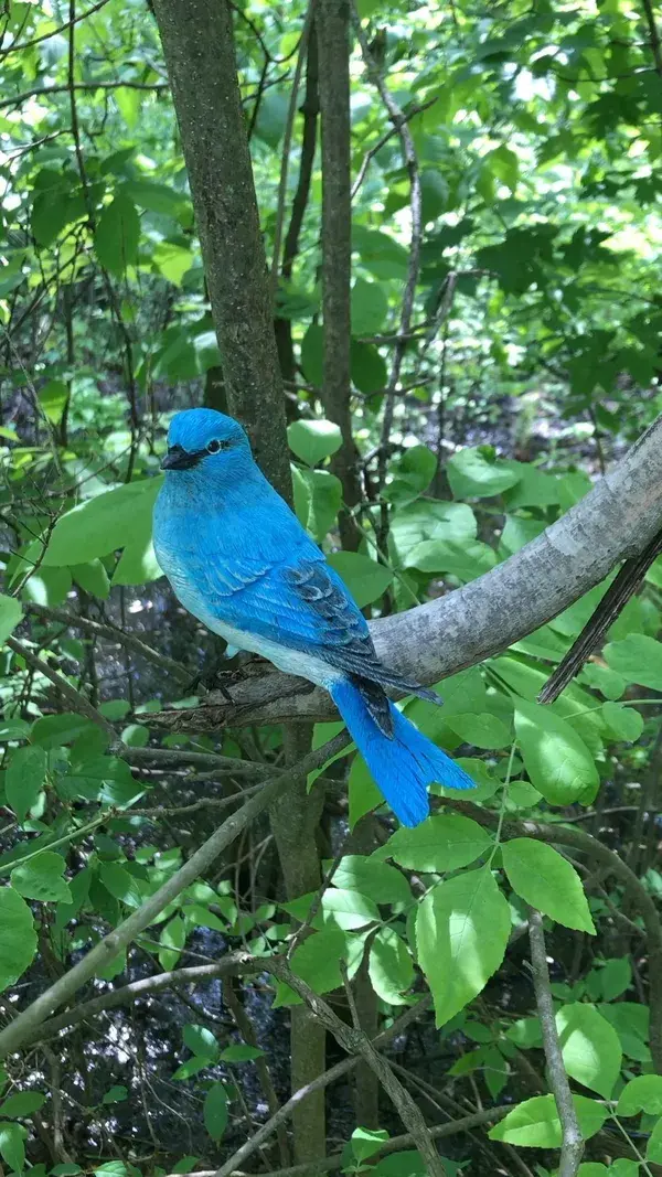 Mountain Bluebird