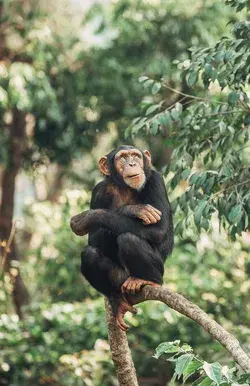 Chimpanzee Love: Adorable Images of These Affectionate Primates - Animal Wallpaper Animal Tattoo Art