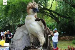 Philippine Eagle