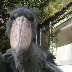 close-up look at the most prehistoric looking bird alive today, the Shoebill Stork