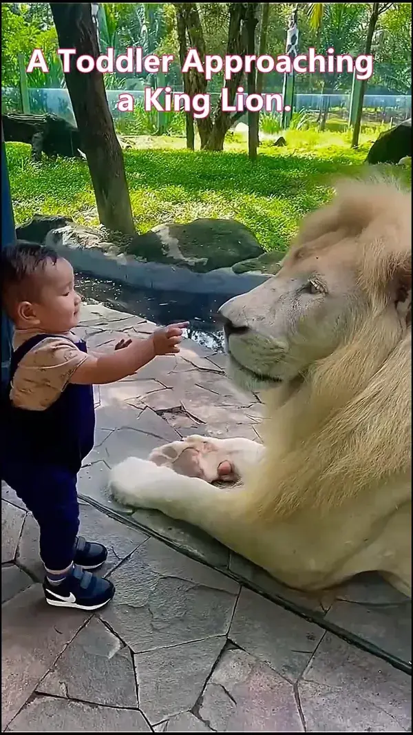 A #Toddler Approaching A Friendly #Lion King.