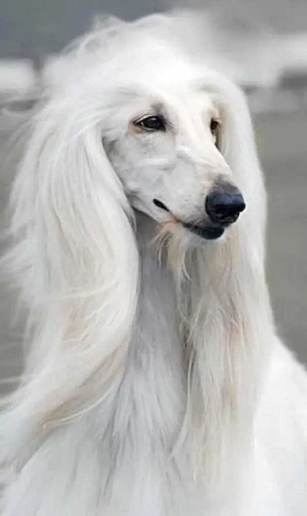 AFGHAN HOUND - The World's Most Gorgious Dog | funny dog videos | very cute dogs haircut style