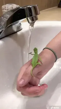 Wash your hands’🦎🧼 #funny #animals @firebellebeauty