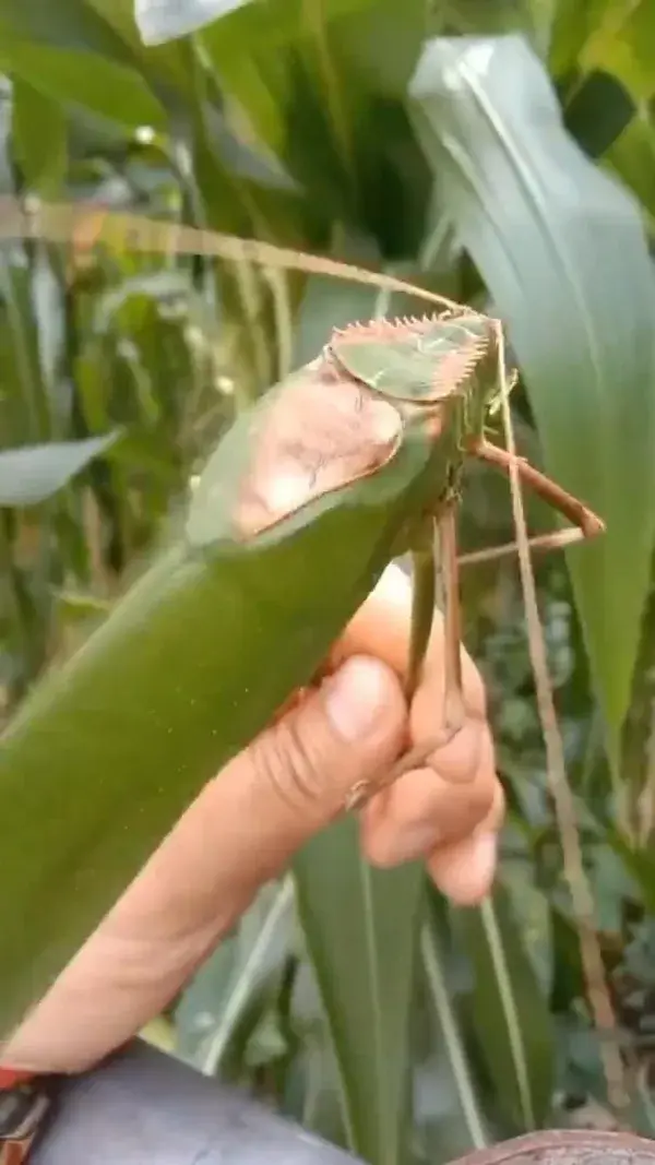 The unexpected sound of this katydid