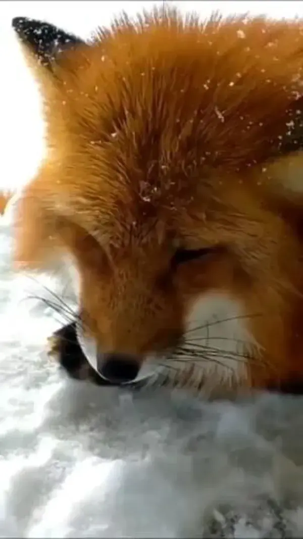 Cute sounds 🦊😊