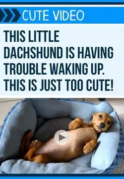 Peanut The Dachshund Can't Wake Up