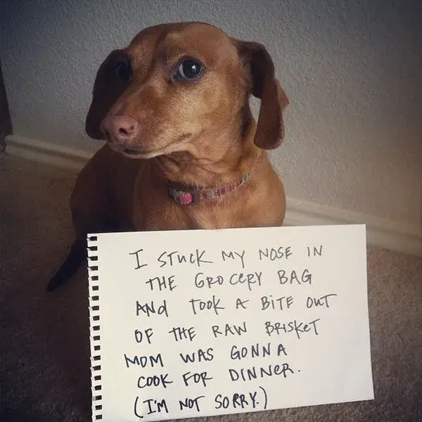 www.dogshaming.com