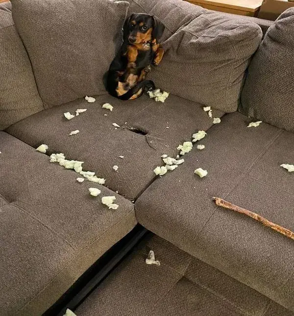 formydachshund.com