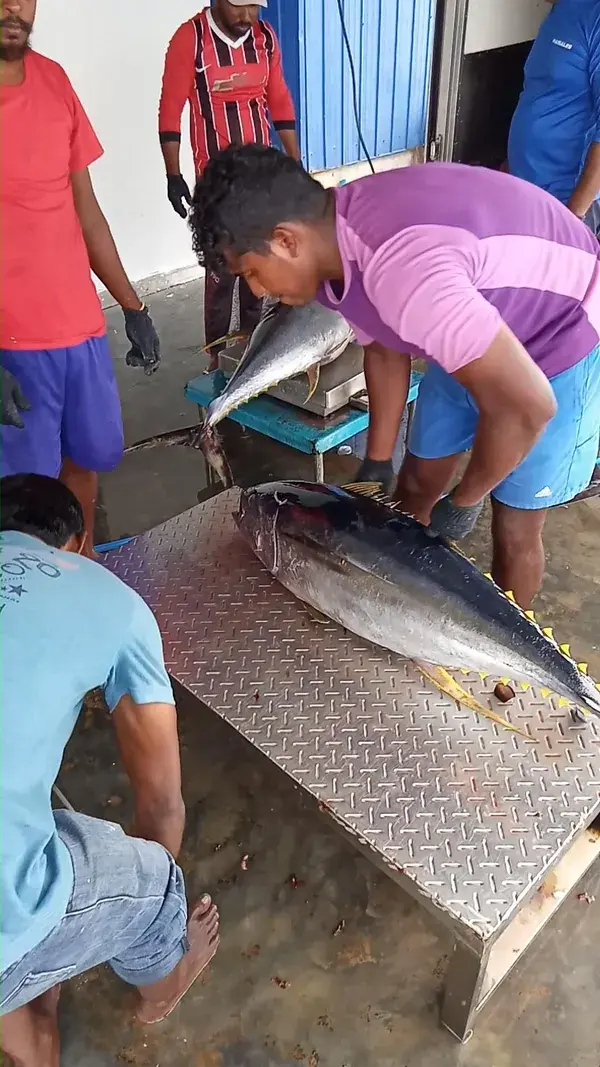 Tuna Market , Himmifushi, Maldives