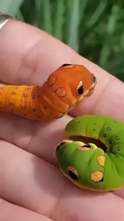 Swallowtail caterpillars are mesmerizing😧🌈