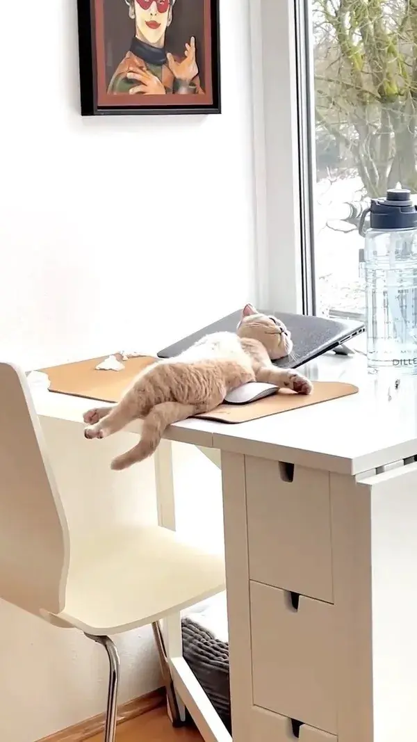 www.boredpanda.com