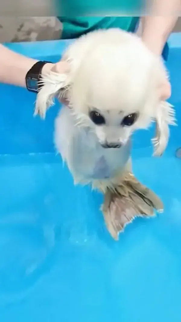 baby seals are just water puppies