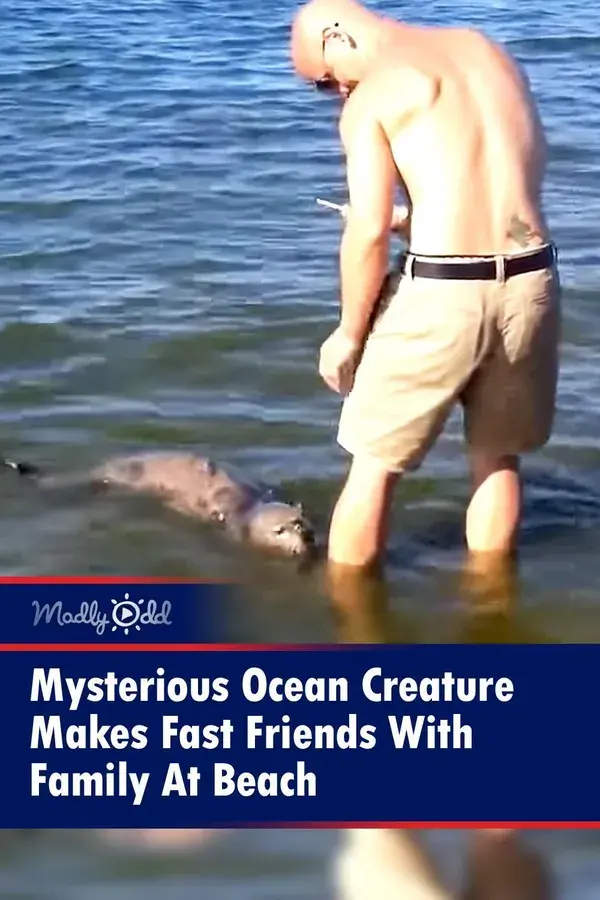 Mysterious Ocean Creature Makes Fast Friends With Family At Beach