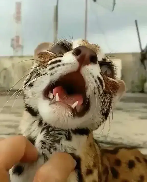 Happy Asian Leopard