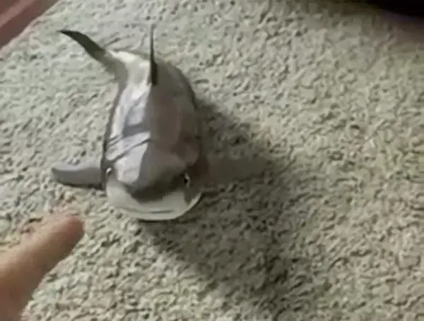 little shark