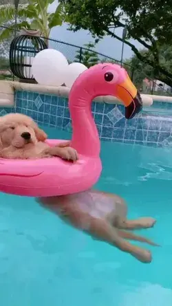 golden retriever puppie chilling in the pool | Cute Puppy Video
