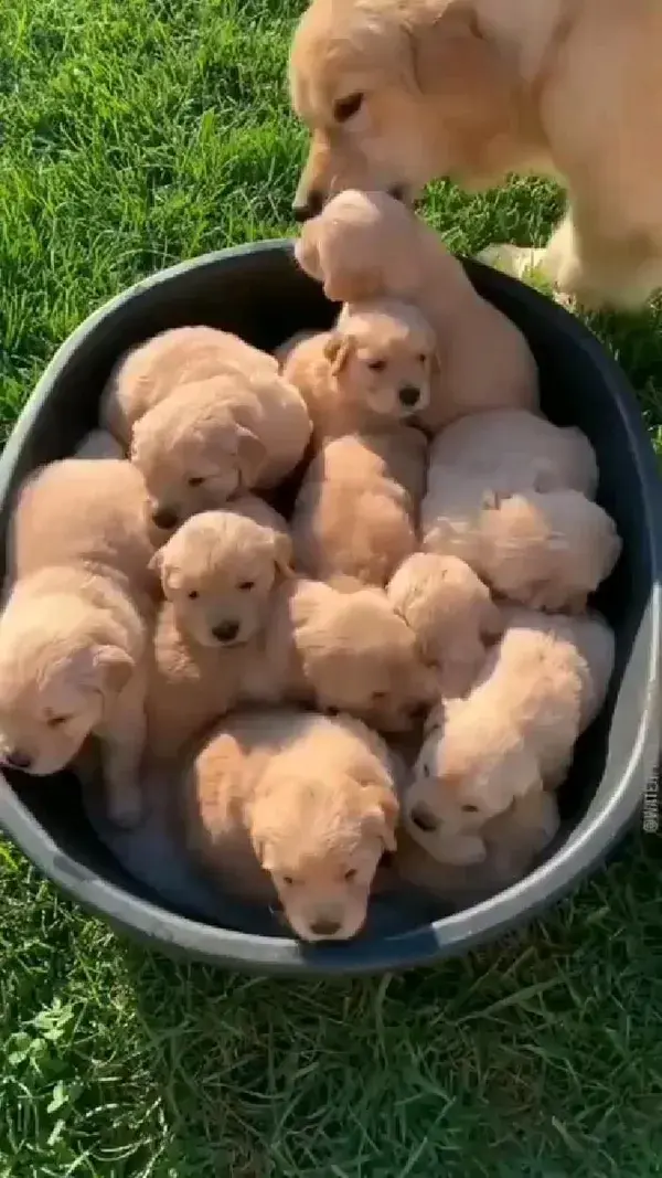 puppies