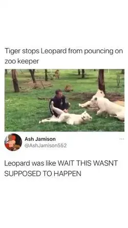 Poor leopard