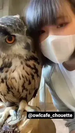 🦉😍😍 By  Owl