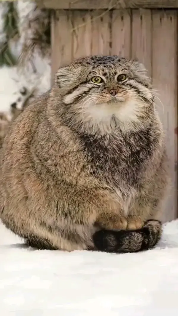 Sleepy Pallas’s cat, Have you ever seen one before?