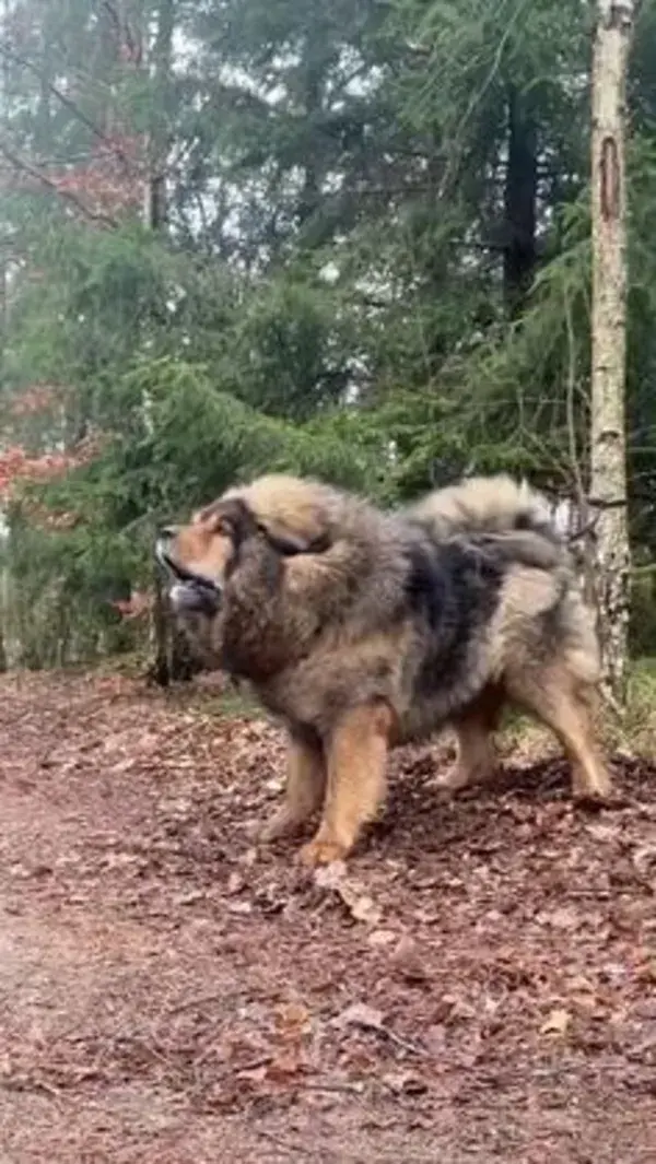 A Glimpse into the World of Tibetan Mastiffs: Explore More in Informative Video - dog tattoo animals