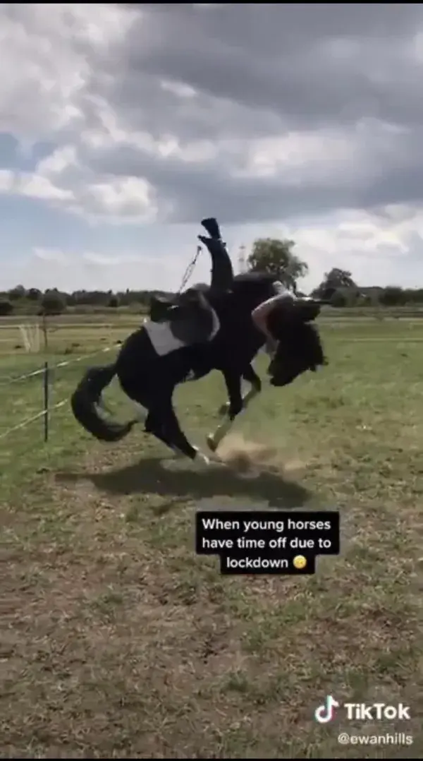 Equestrian: Relatable Tik Toks 