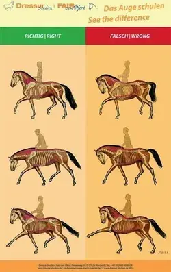 www.dressagehafl.com