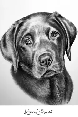cute Labrador puppy | Original graphite pencil drawing